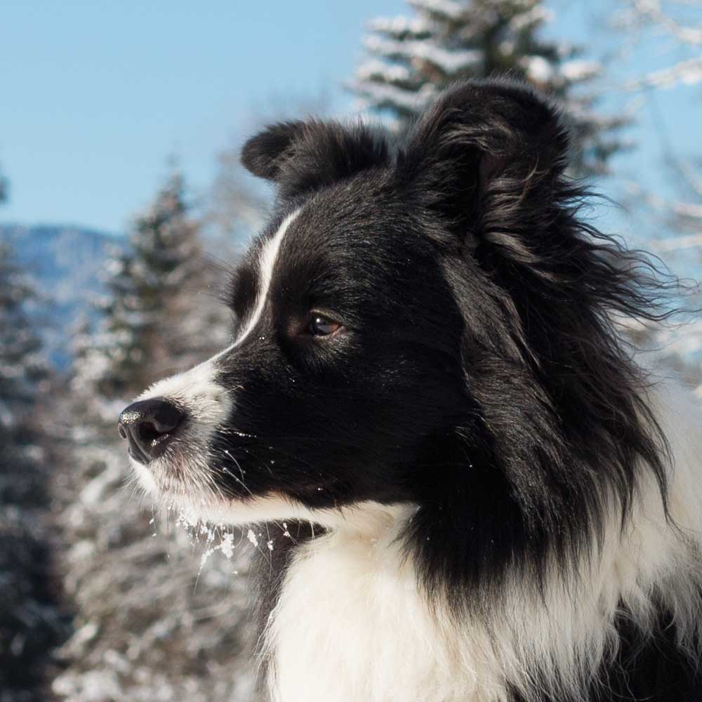 0150-grafik-mosandl-foto